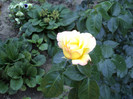 DSC00224