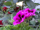 DSC00225