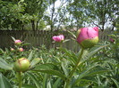 Copy of DSC00192