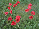Copy (2) of DSC00168