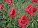 Copy (2) of DSC00169