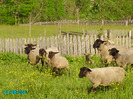 oile lui Csaba-gorbe sunphoto