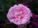 ROSA DAMASCENA