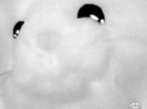 Pufoshenia