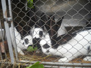 Picture 050