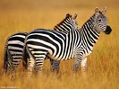 zebre