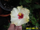 boreas white