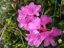 DSC07494