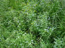 DSC03207