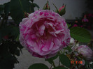 Picture 1548