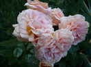 rosagold