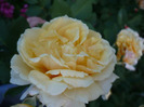 029