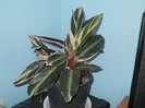 calatheea crocata (flacara eterna)
