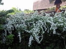 spirea