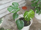 philodendron