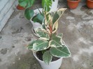 ficus patat