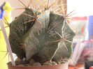 Astrophytum ornatum Gino 2011