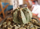 Astrophytum capricorne Gino 2011