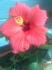 hibiscus hawai