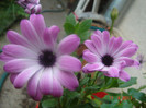 DSC06860