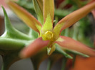 Orbea cucullata (13)