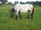 IAPA APPALOOSA NORIKER