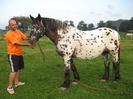 IAPA APPALOOSA NORIKER