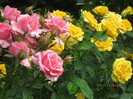 minirose