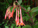 Fuchsia Koralle (2011, June 12)