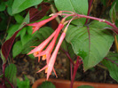 Fuchsia Koralle (2011, June 12)