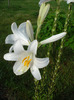 Madonna Lily (2011, June 12)