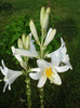 Madonna Lily (2011, June 12)