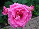 Rose Pink Peace (2011, June 11)
