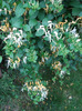 Lonicera japonica (2011, June 11)