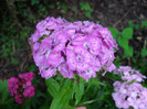 Dianthus barbatus (2011, June 11)