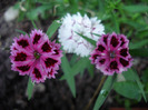 Dianthus chinensis (2011, June 11)