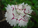 Dianthus chinensis (2011, June 12)