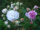 Roses (2011, June 07)