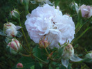 Roses (2011, June 07)