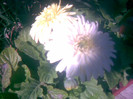 08062011(011)