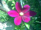 clematita