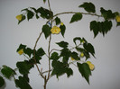 DSC09365
