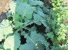 IMG_0595