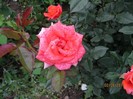 IMG_0540
