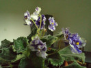 Copy (2) of DSC00284