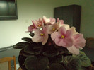 Copy of DSC00289