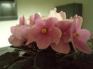 Copy of DSC00290