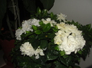 gardenia