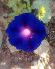 Photo0009