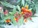 Flori Asclepias curasavica